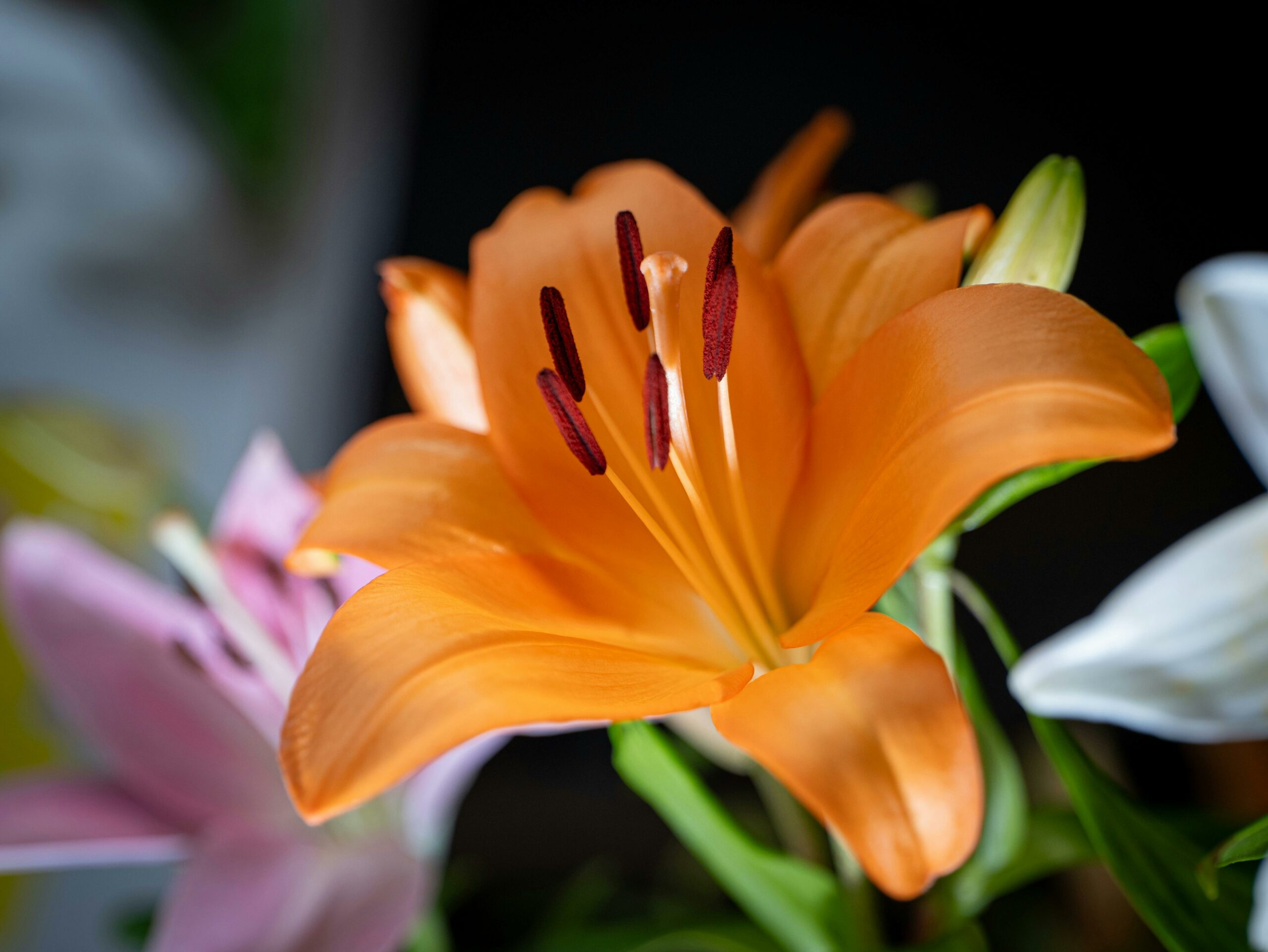 Stunning macro shot of a vivid orange lily flower in full bloom, showcasing intricate details and lush colors.